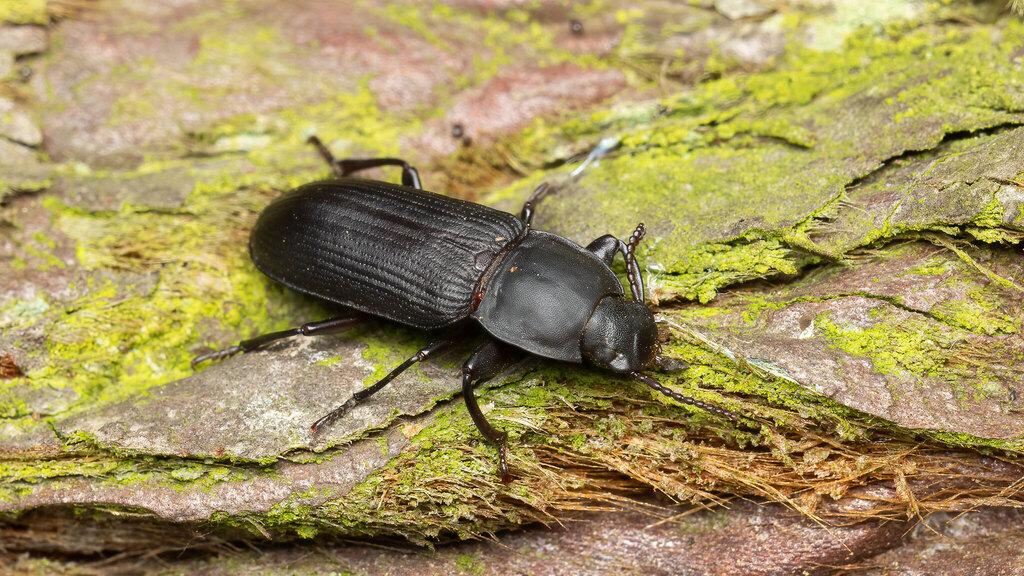 Tenebrionidae Tenebrio opacus