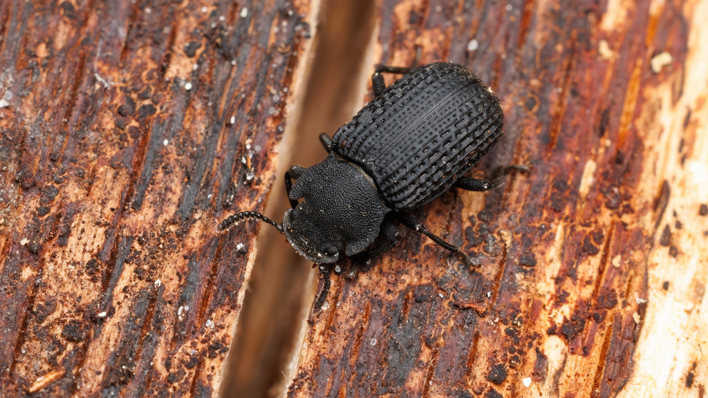 Bolitophagus reticulatus