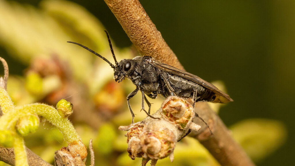 Tenthredinidae Dolerus gonager