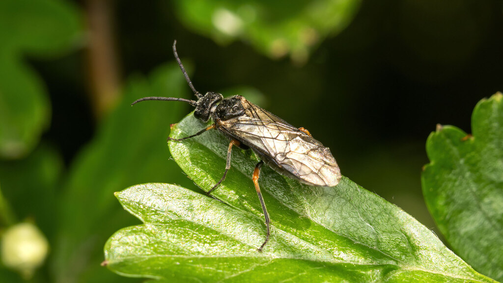 Tenthredinidae Dolerus gonager