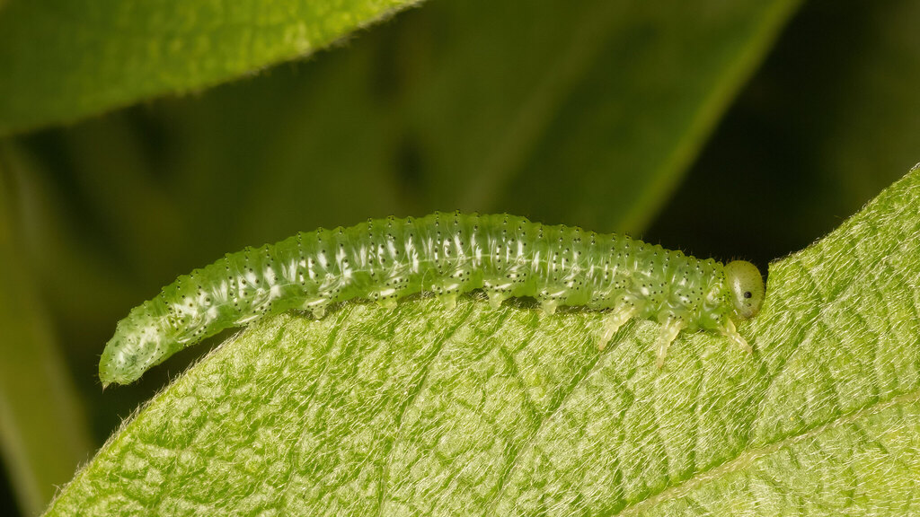 Tenthredinidae Euura humeralis