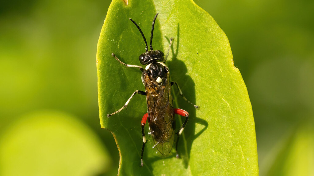 Tenthredinidae Macrophya punctumalbum