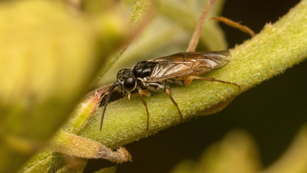 Tenthredinidae Periclista albida