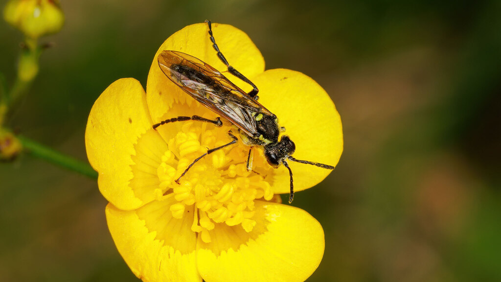 Tenthredinidae Tenthredo arcuata