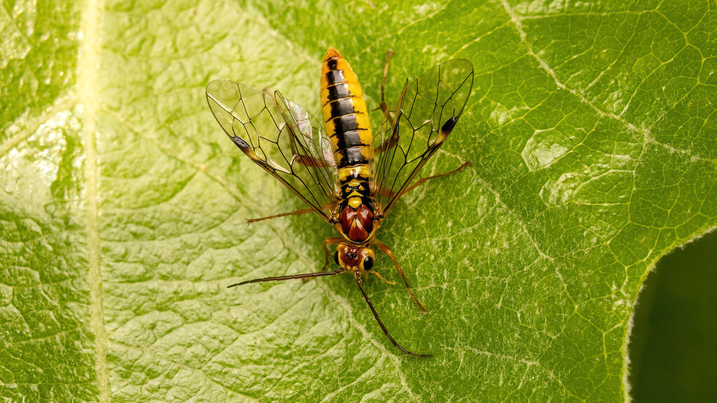 Tenthredinidae Tenthredopsini