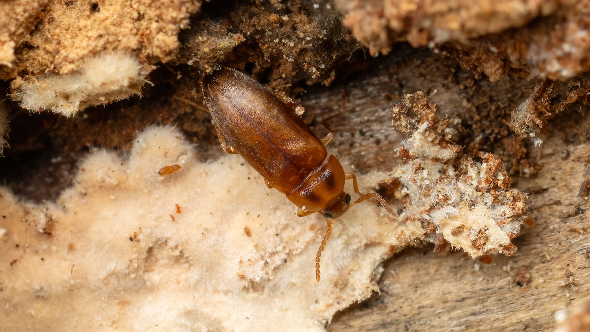Tetratomidae Hallomenus binotatus