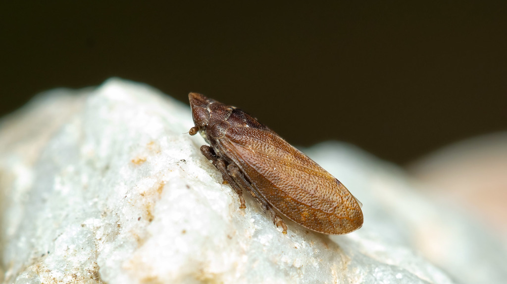 Tettigometridae Tettigometra