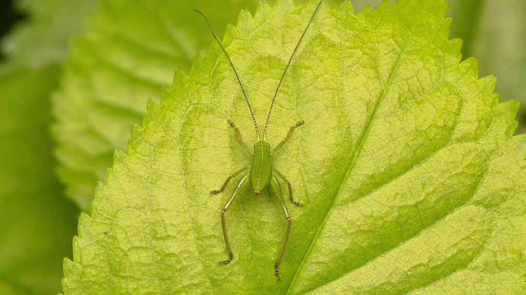 Tettigoniidae Barbitistes serricauda