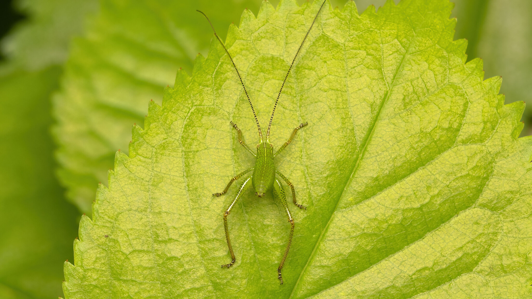 Tettigoniidae Barbitistes serricauda