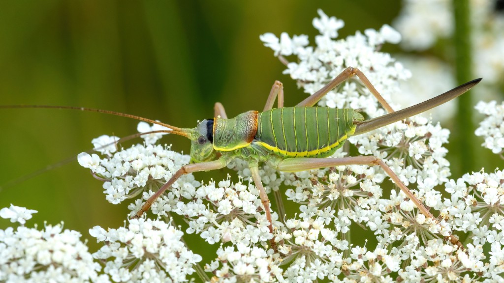 Ephippiger ephippiger