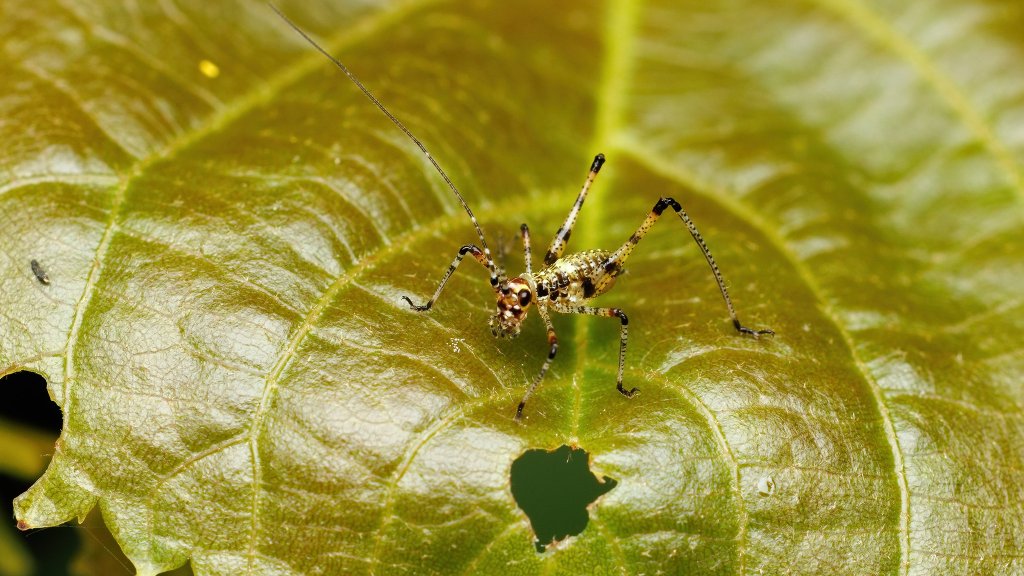 Phaneroptera sp.