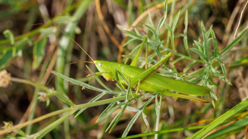 Ruspolia nitidula