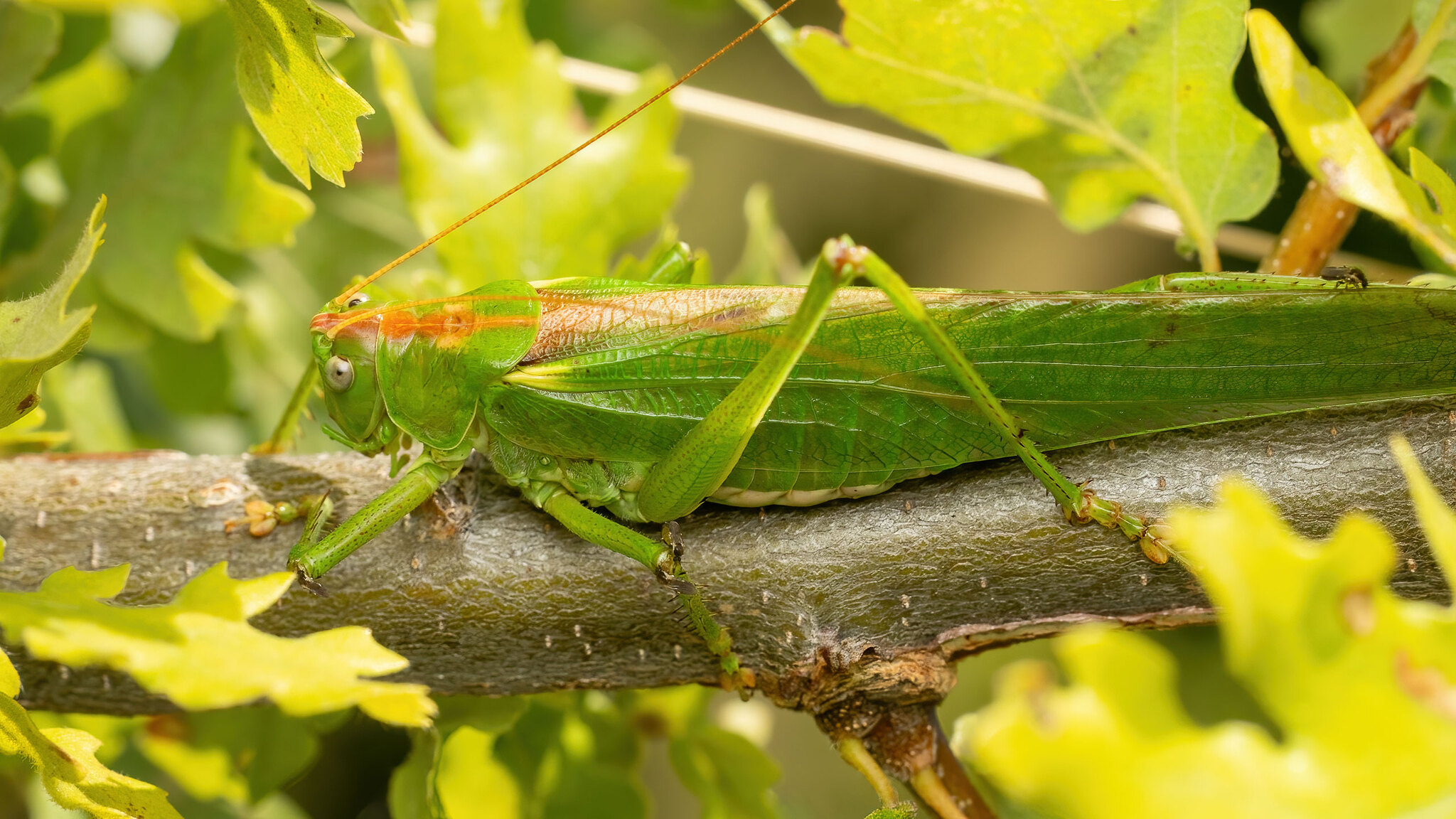 Tettigoniidae Tettigonia viridissima