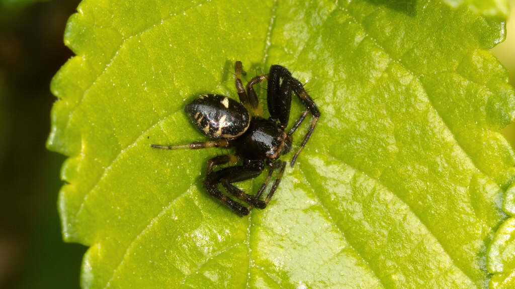 Thomisidae Synema globosum