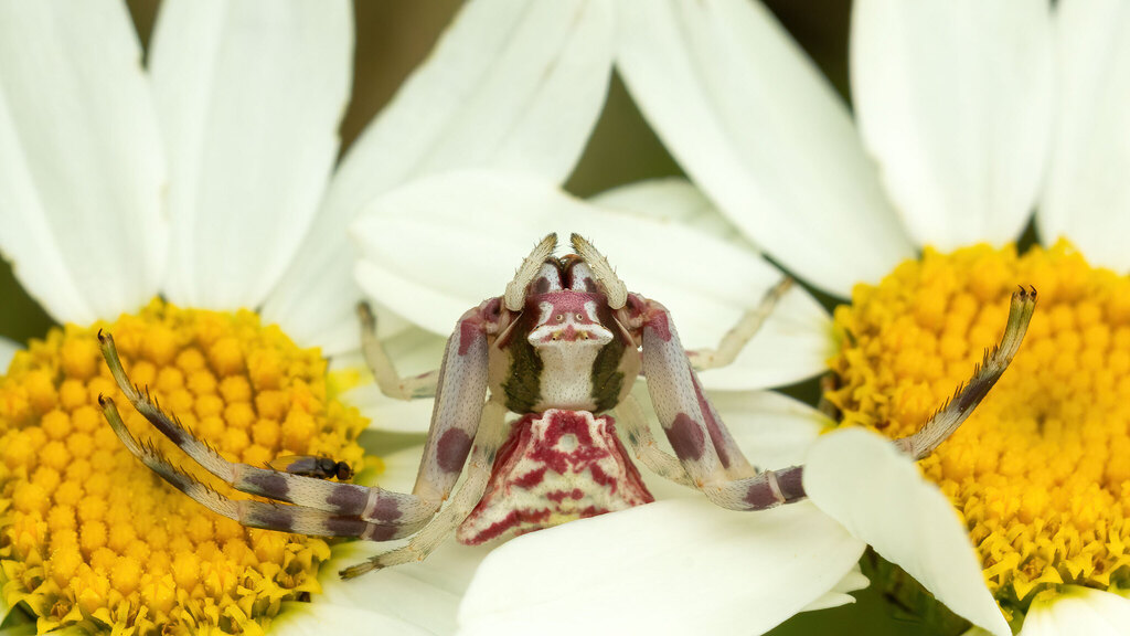 Thomisidae Thomisus onustus