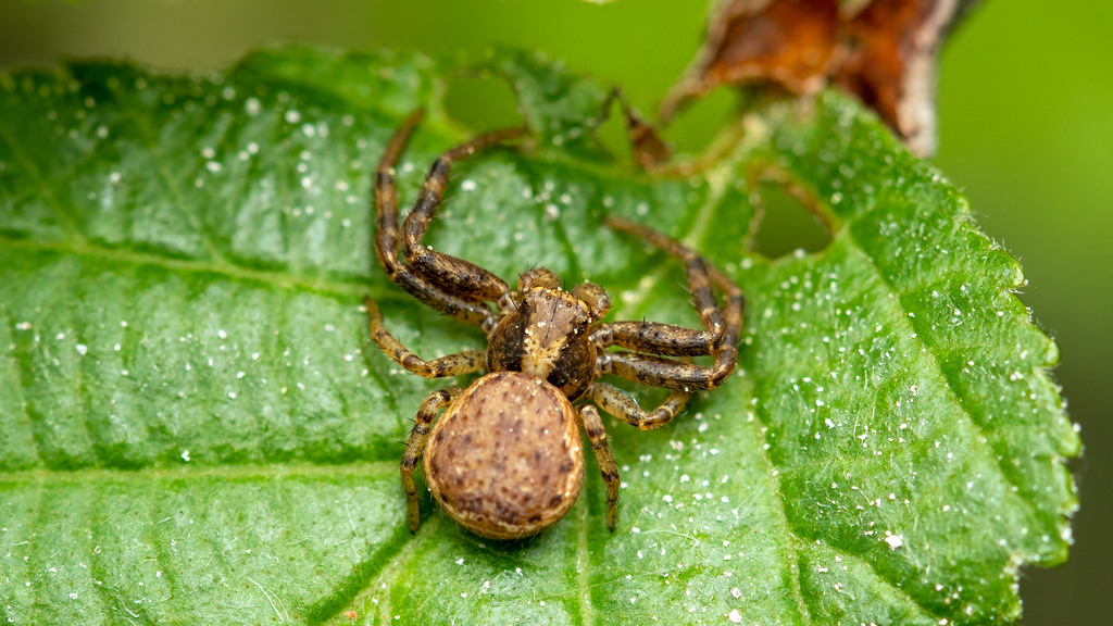 Thomisidae Xysticus