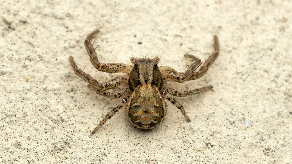 Thomisidae Xysticus