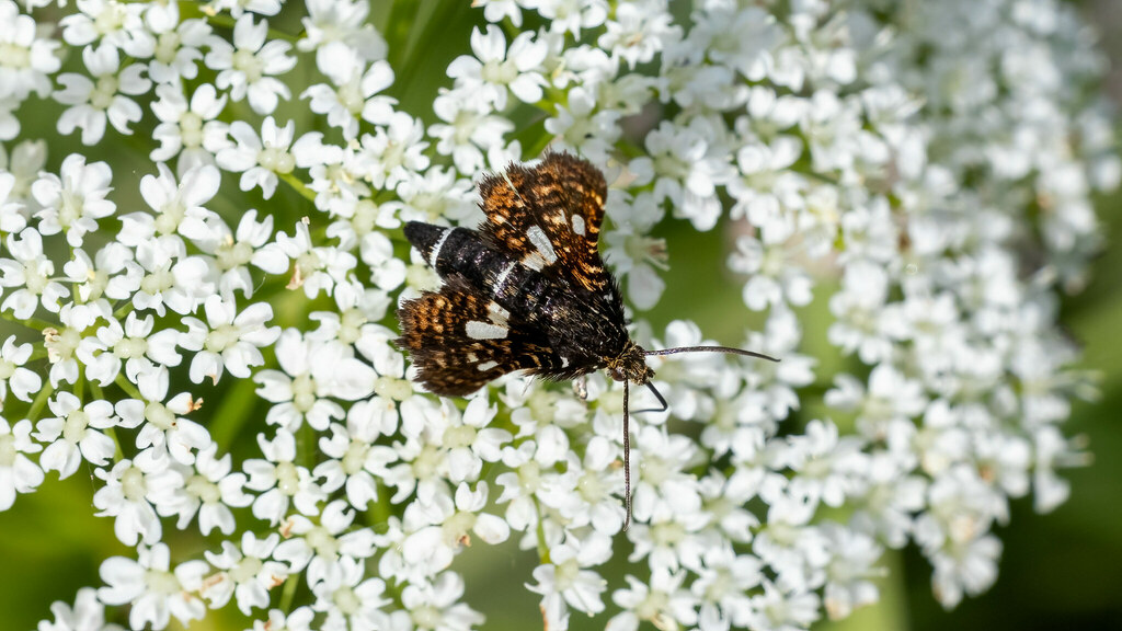 Thyrididae Thyris fenestrella