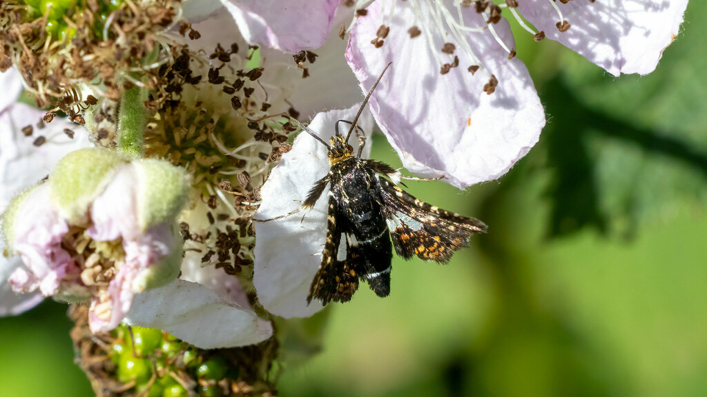 Thyrididae Thyris fenestrella