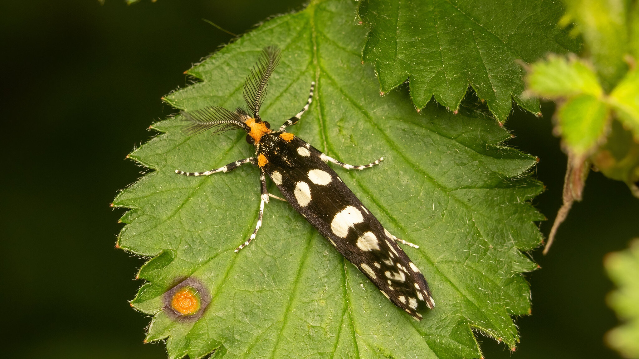 Tineidae Euplocamus anthracinalis