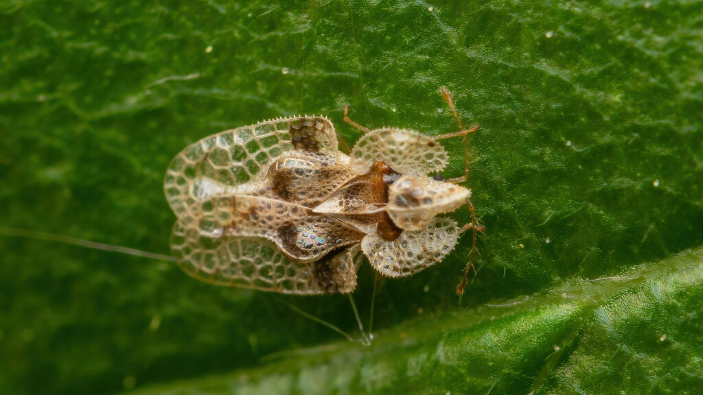 Tingidae Corythucha arcuata