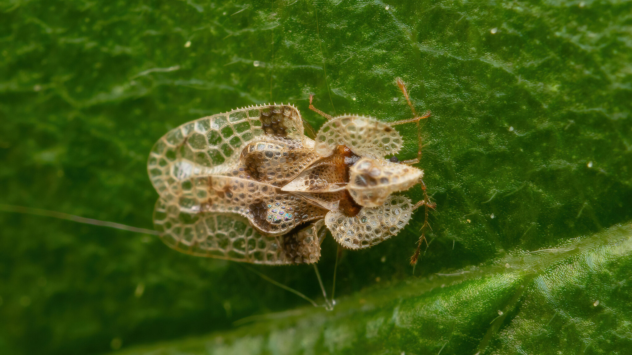 Tingidae Corythucha arcuata