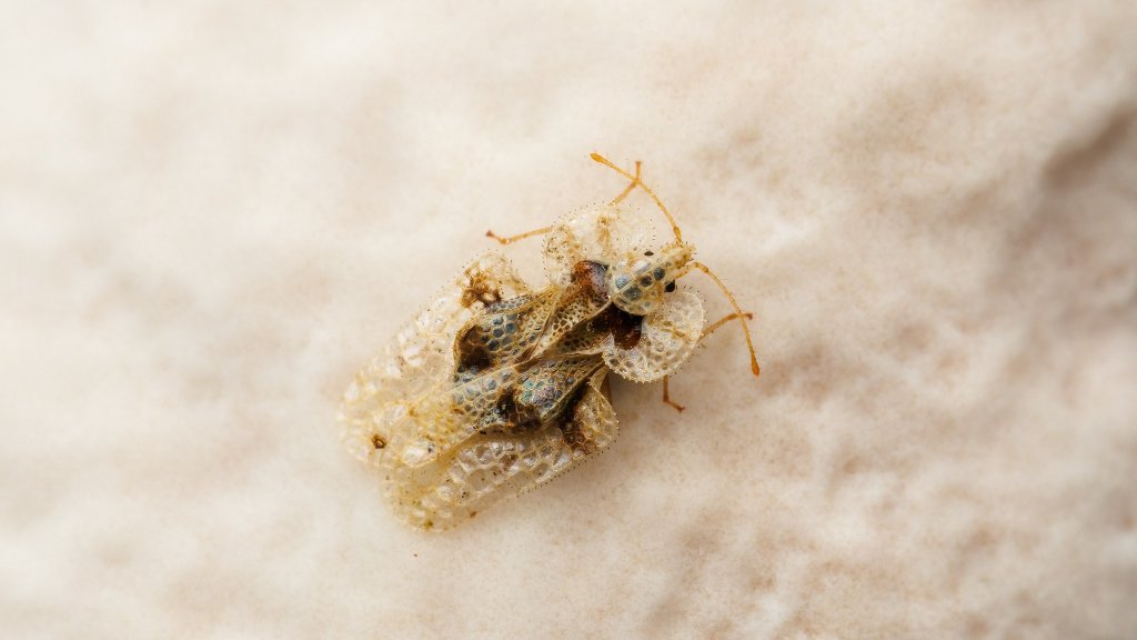 Corythucha arcuata