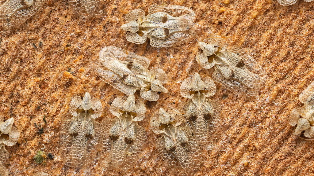 Tingidae Corythucha ciliata