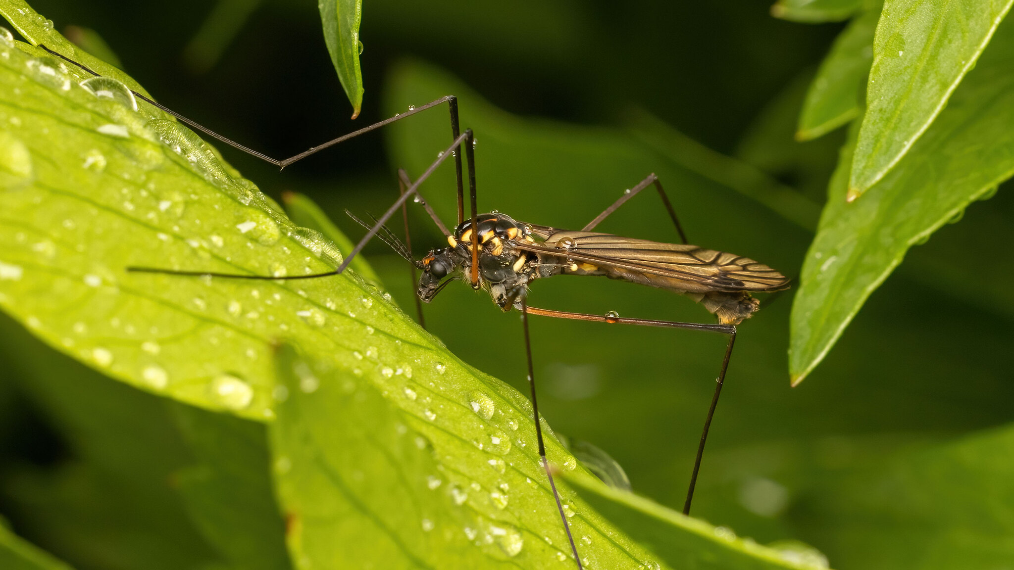 Tipulidae Nephrotoma