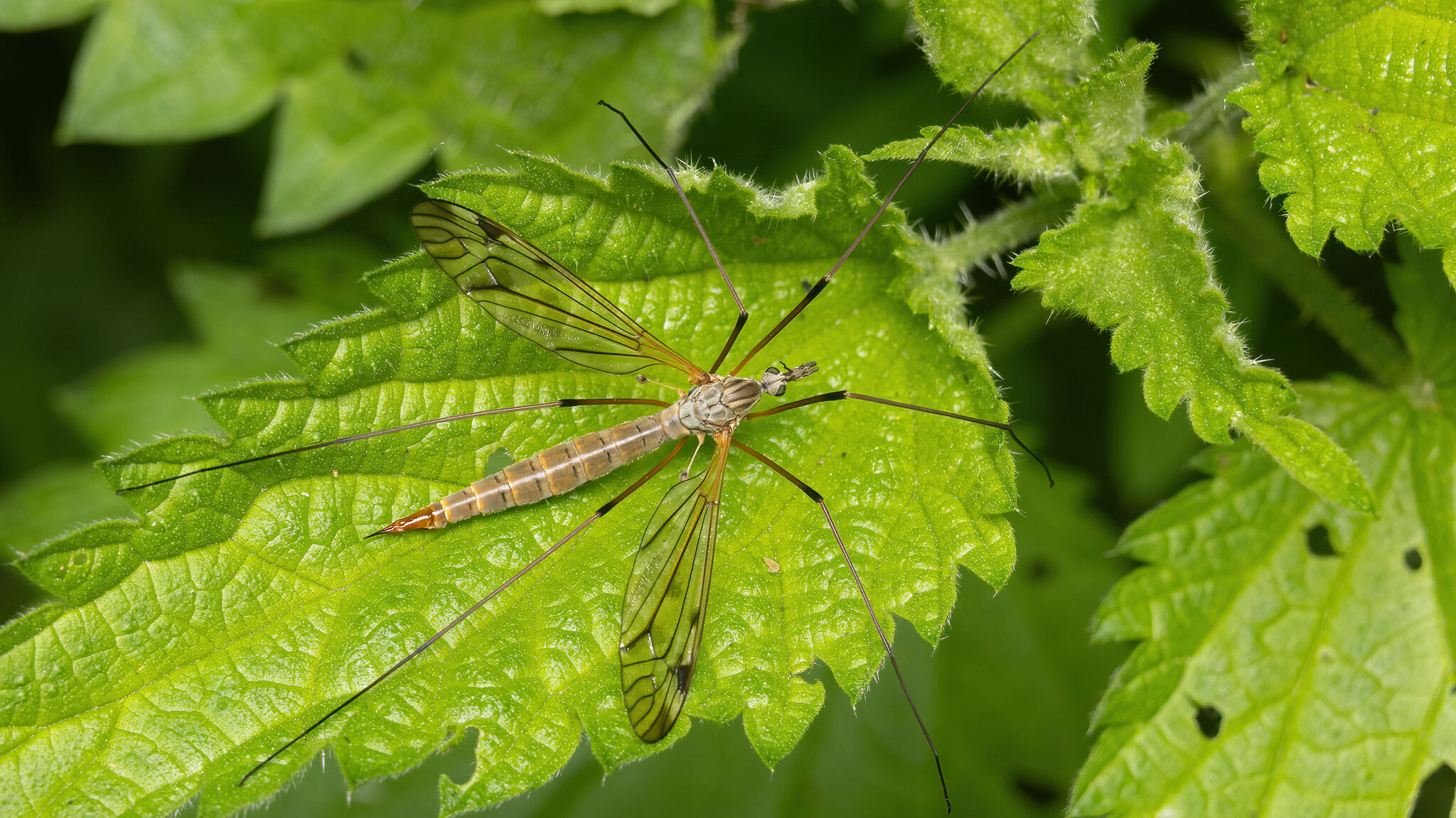 Tipulidae Tipula