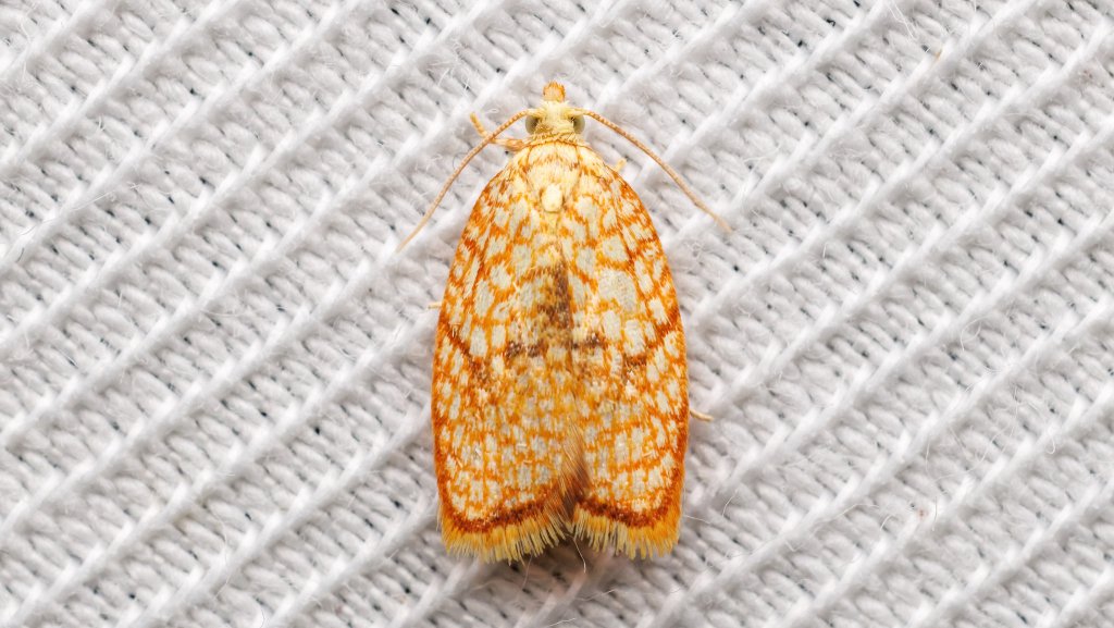 Acleris forsskaleana