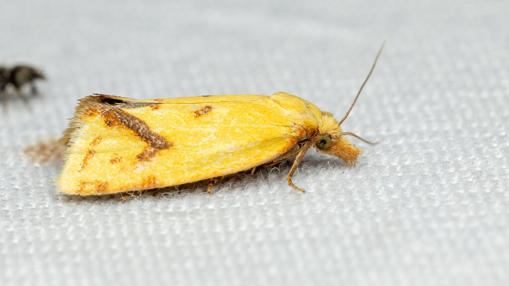 Tortricidae Agapeta hamana