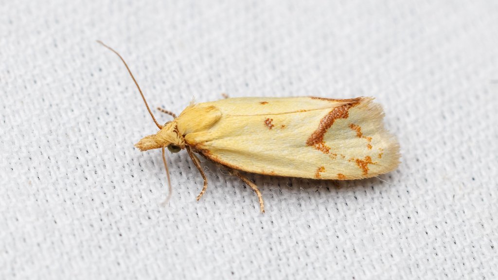 Agapeta hamana