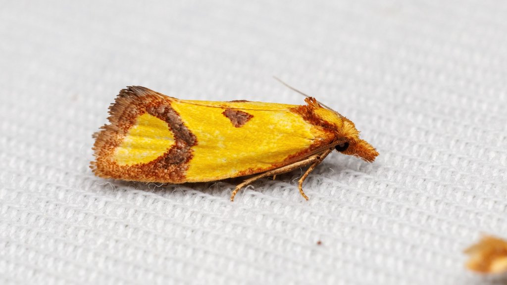 Agapeta zoegana