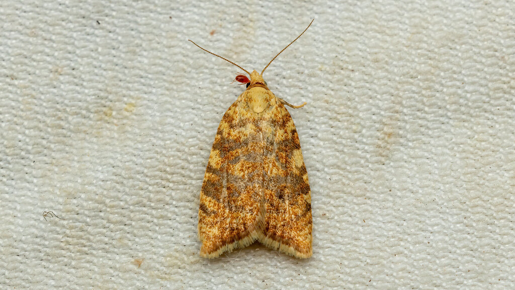Tortricidae Aleimma loeflingiana