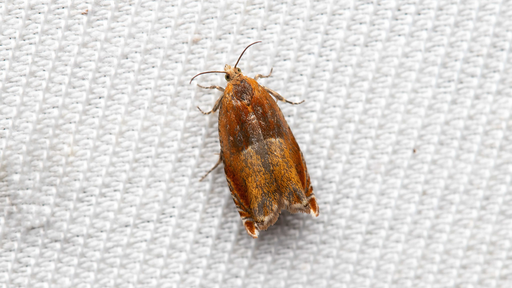 Tortricidae Ancylis mitterbacheriana