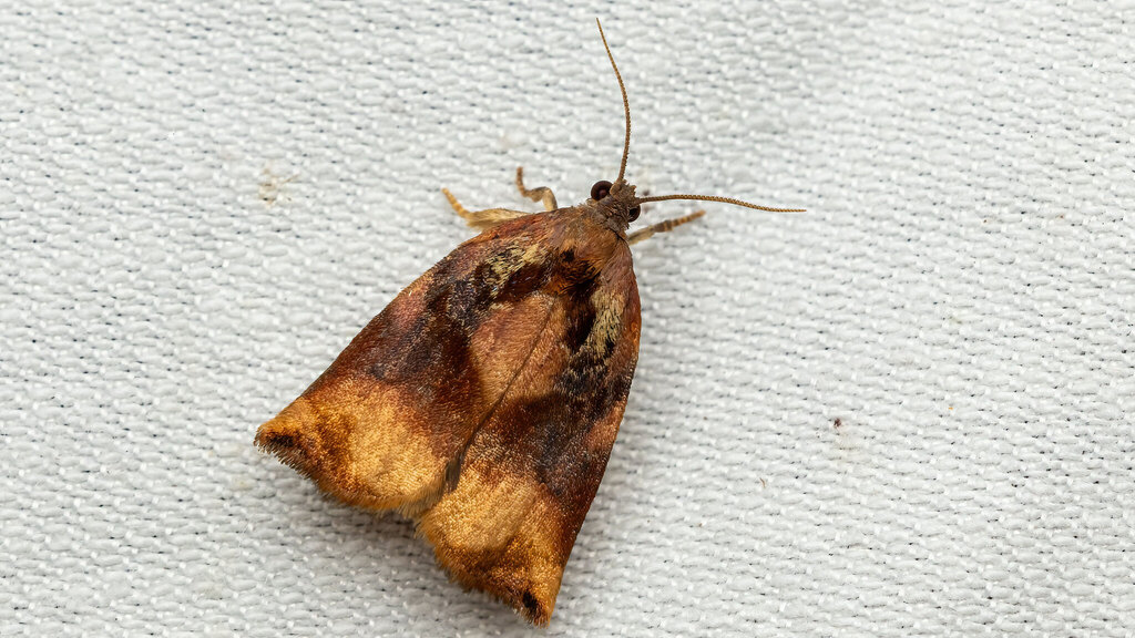 Tortricidae Archips podana
