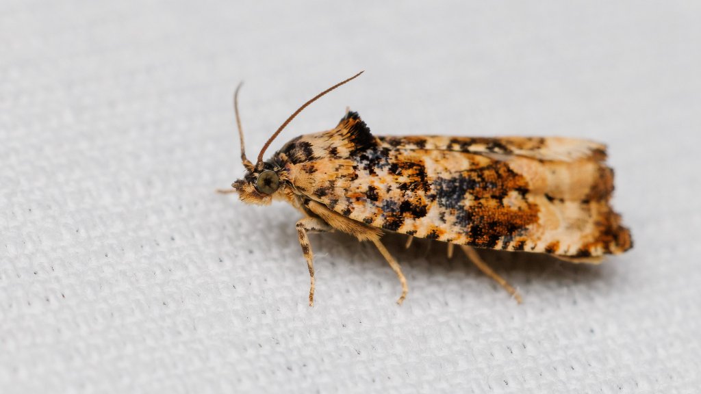 Endothenia gentianaeana