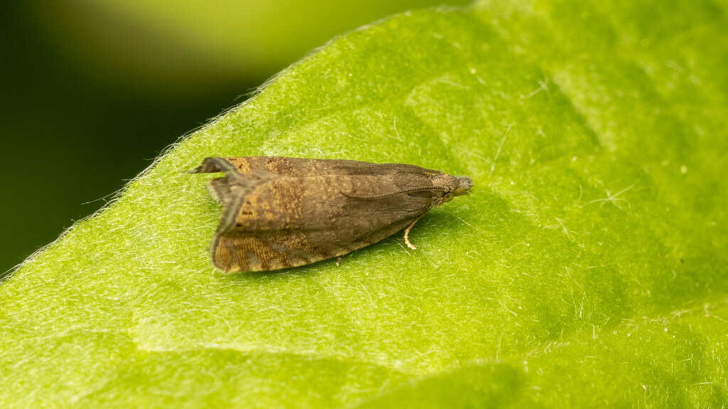 Tortricidae Grapholitini