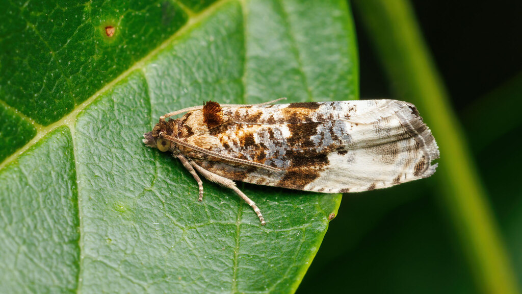 Tortricidae Hedya nubiferana