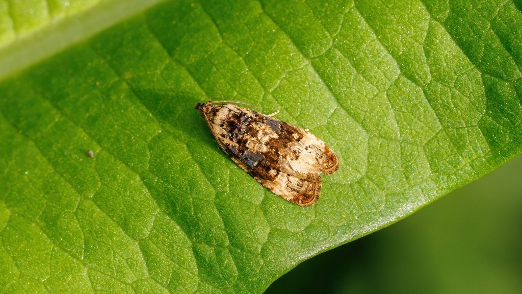 Hedya ochroleucana