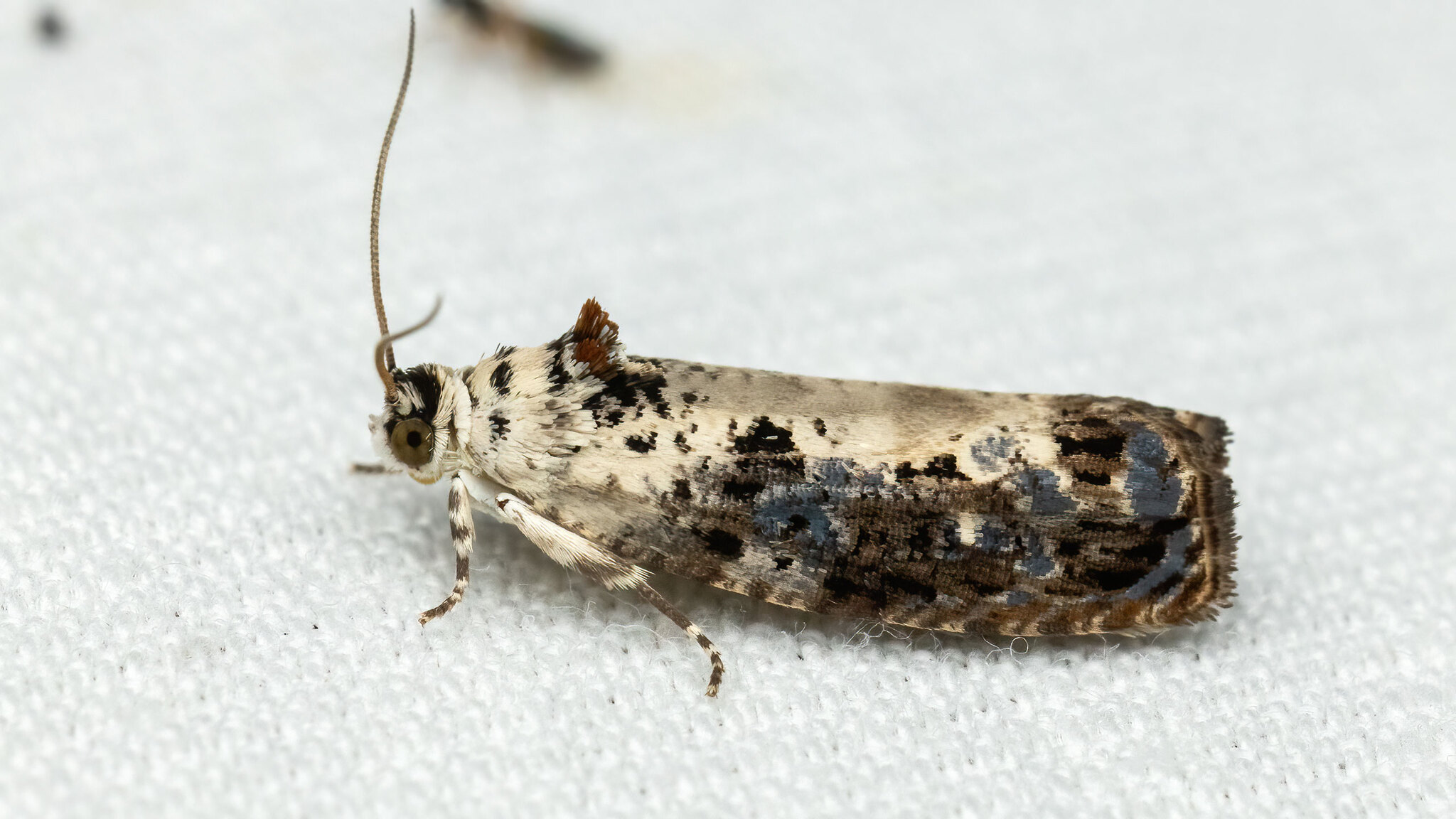 Tortricidae Hedya salicella