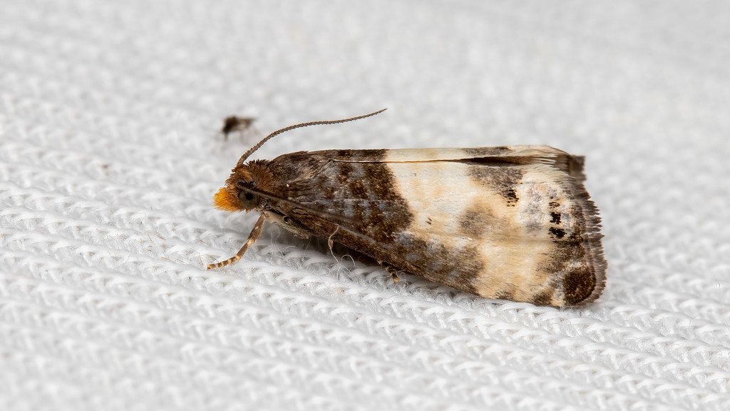 Tortricidae Notocelia cynosbatella