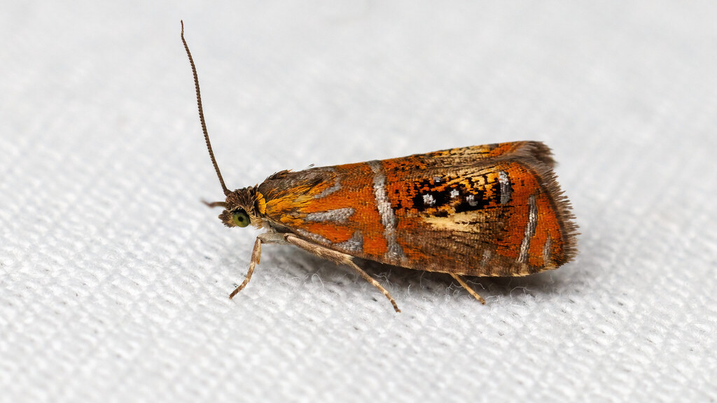 Tortricidae Olethreutes arcuella