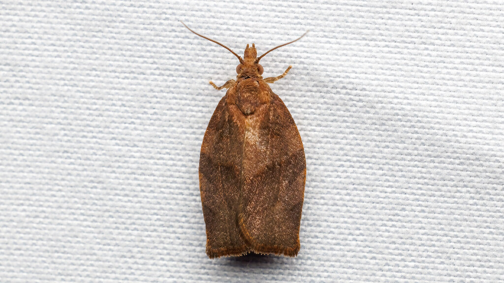Tortricidae Pandemis heparana