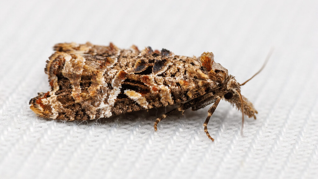Tortricidae Phtheochroa rugosana