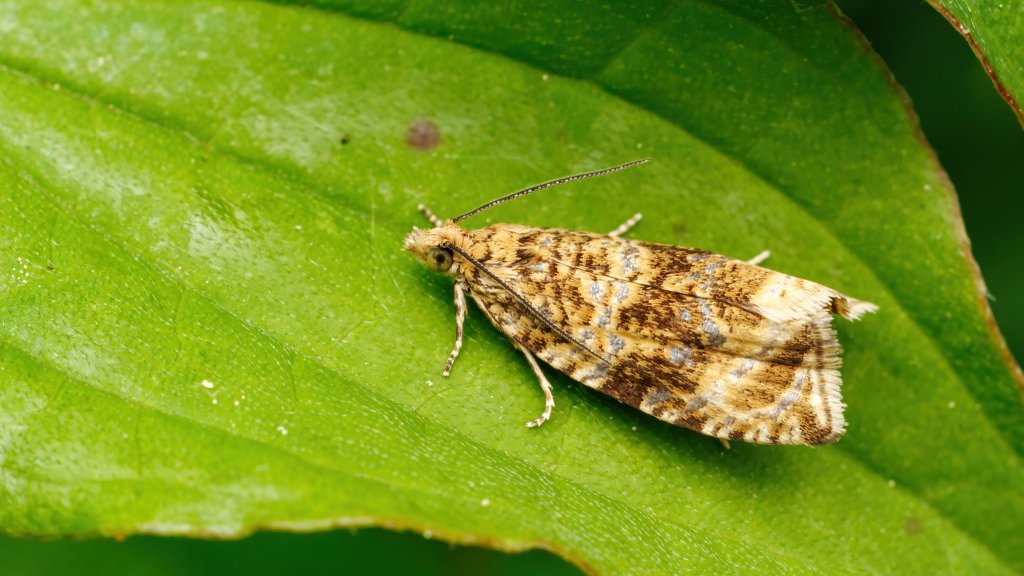 Syricoris lacunana