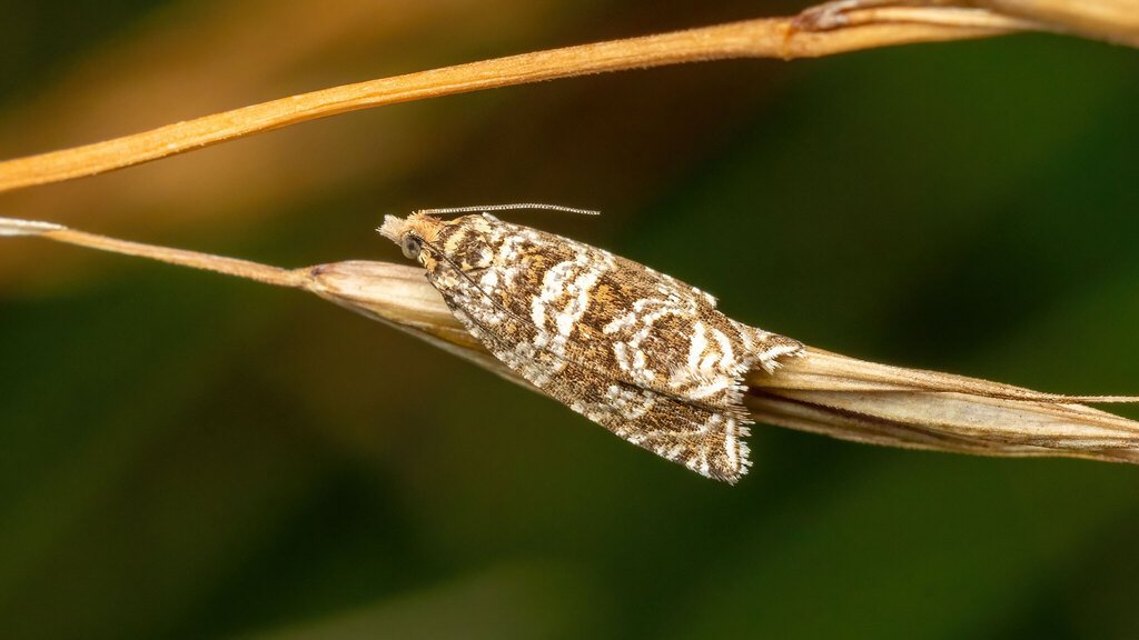 Tortricidae Syricoris rivulana