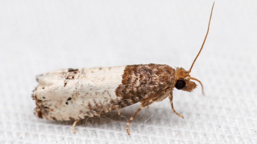 Tortricidae