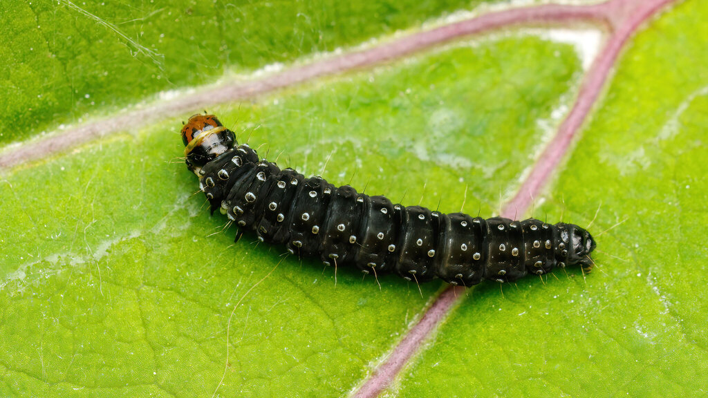 Tortricidae Zelotherses paleana